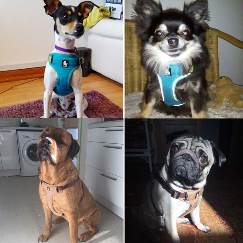 Truelove Reflective Chest Harness
